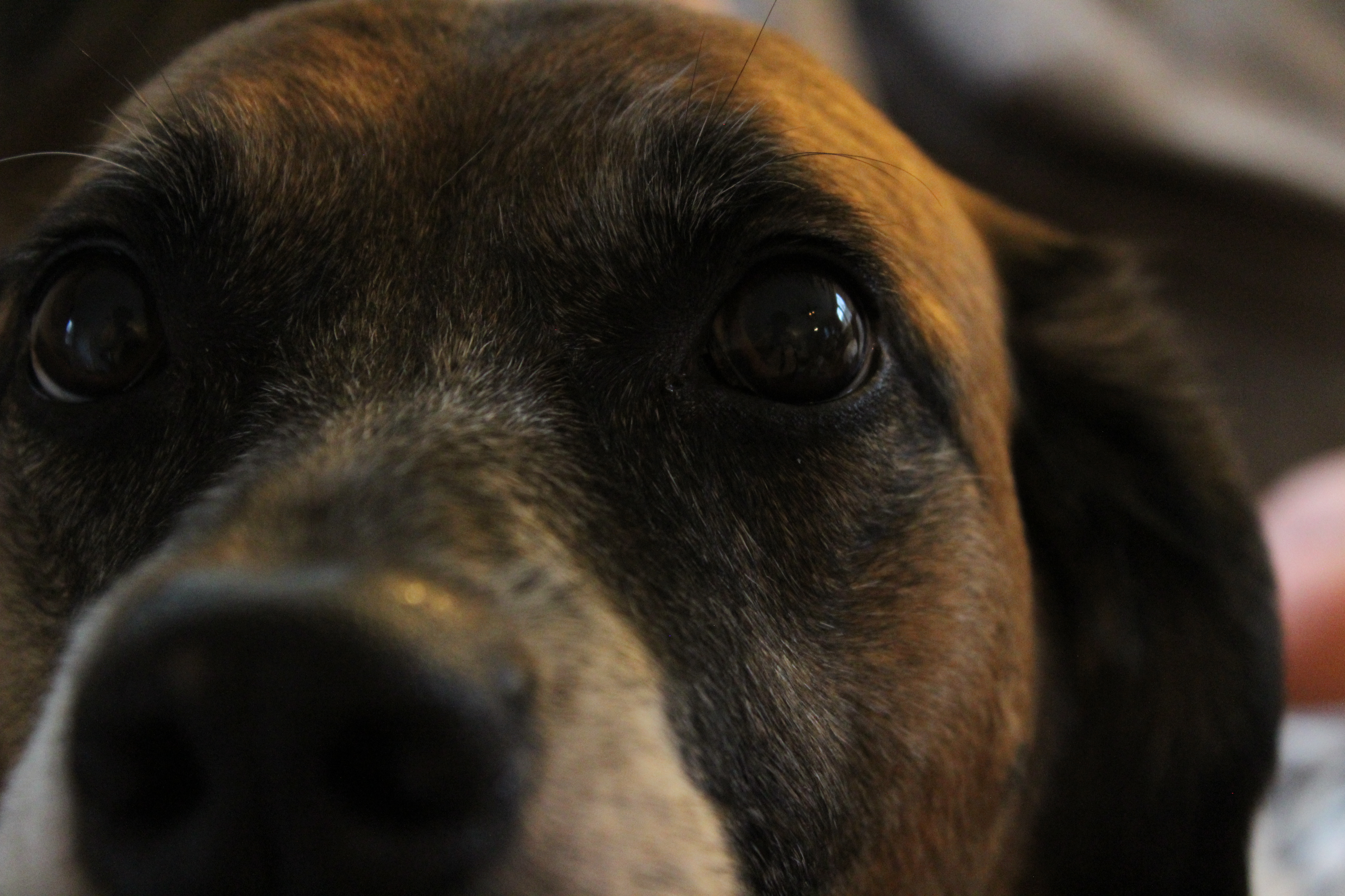 A close-up photograph of the face of a dog. The dog has brown fur, which changes to black around his eyes and the base of his muzzle. His nose is right up against the camera lens, surrounded by small amounts of white fur. His large, brown eyes stare straight into the camera.